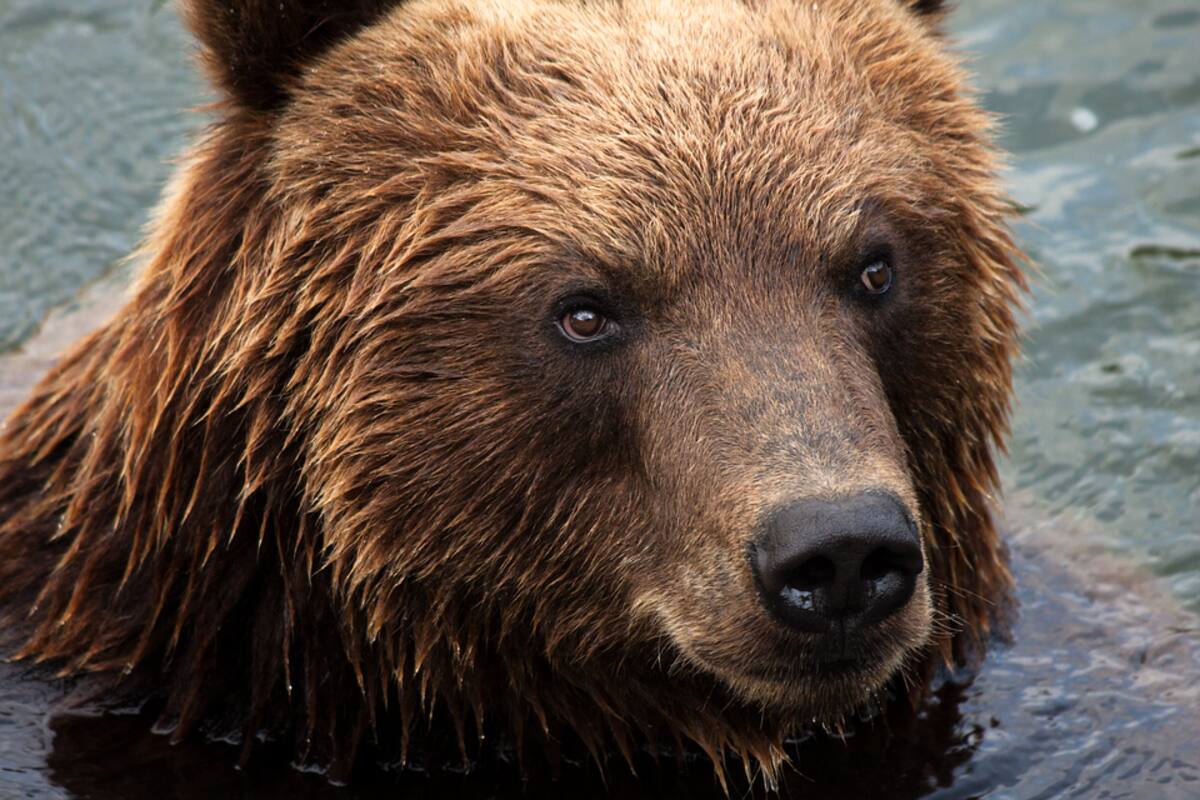 Oso ataca y mata a mujer en aguas de Canadá