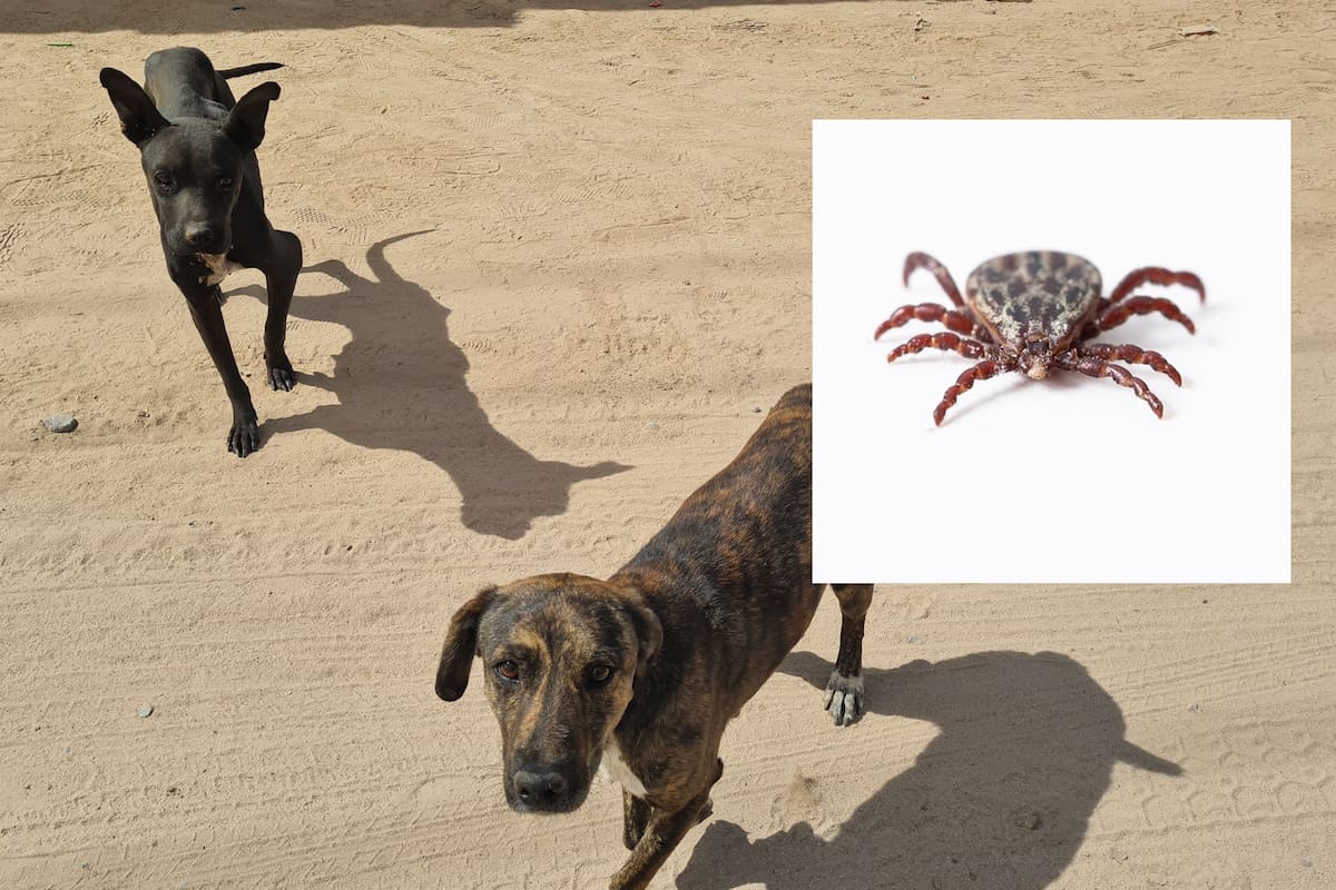 Rickettsia cobra cinco vidas en Cajeme este 2025