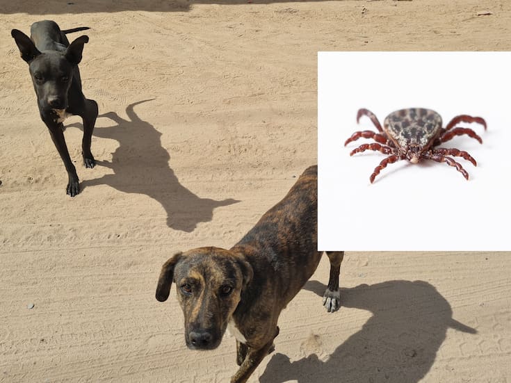 Rickettsia cobra cinco vidas en Cajeme este 2025