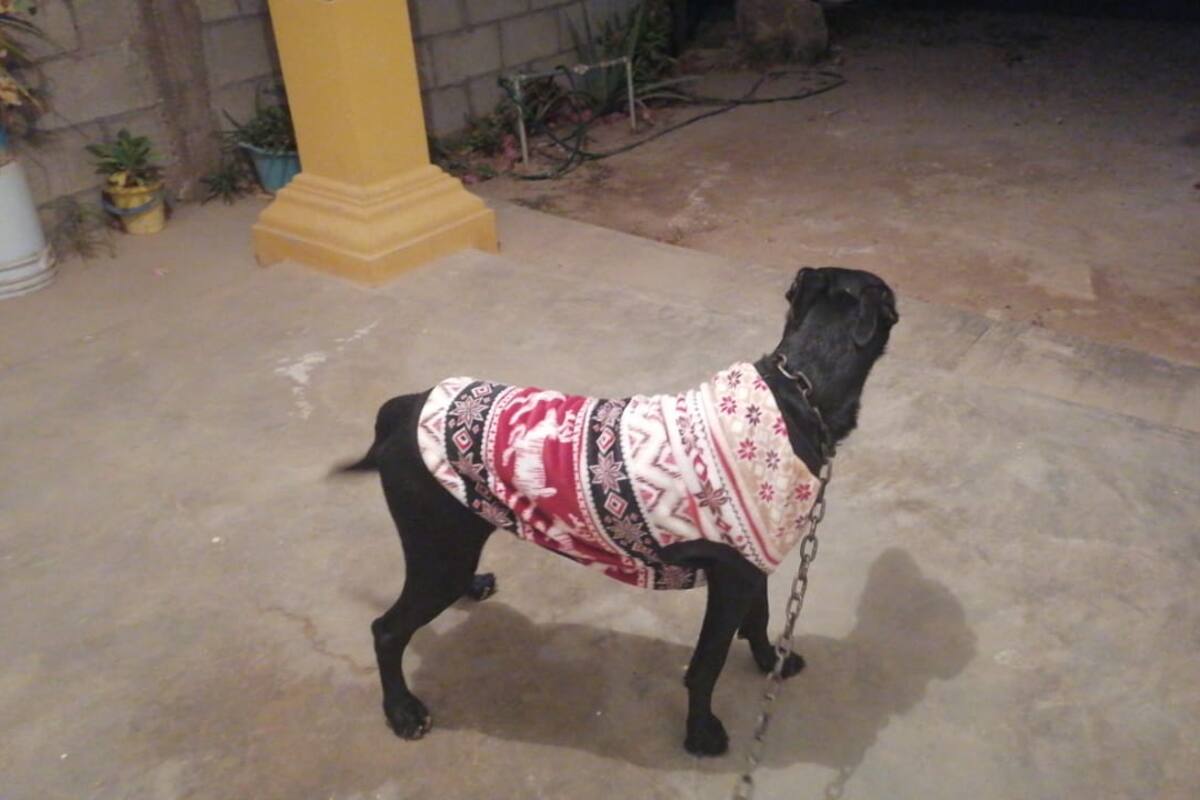 “Coco”, perro rescatado muere de infarto por pirotecnia en Navojoa