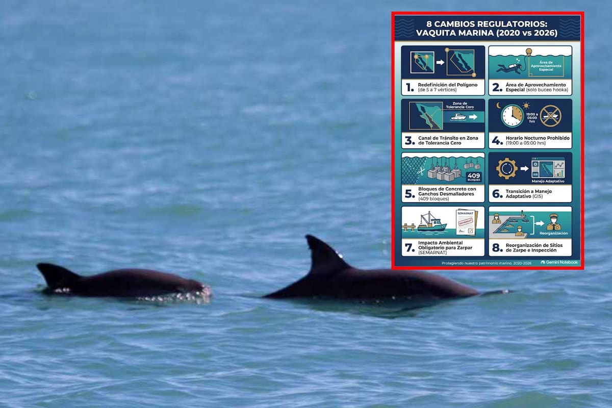 Vaquita marina: 8 cambios en las reglas de pesca del Alto Golfo de California entre 2020 y 2026