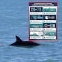 Vaquita marina: 8 cambios en las reglas de pesca del Alto Golfo de California entre 2020 y 2026