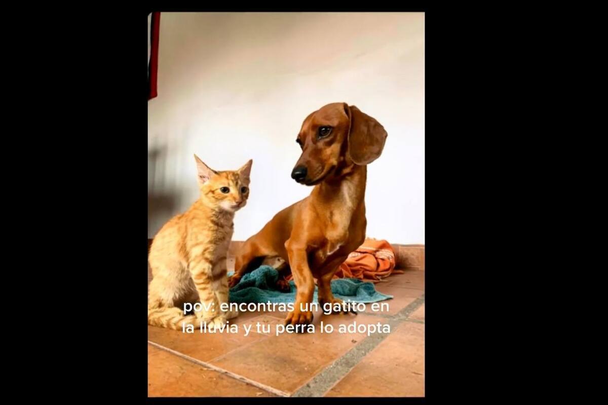 VIDEO TIKTOK: Joven rescata a gatito y su mascota lo "adopta"