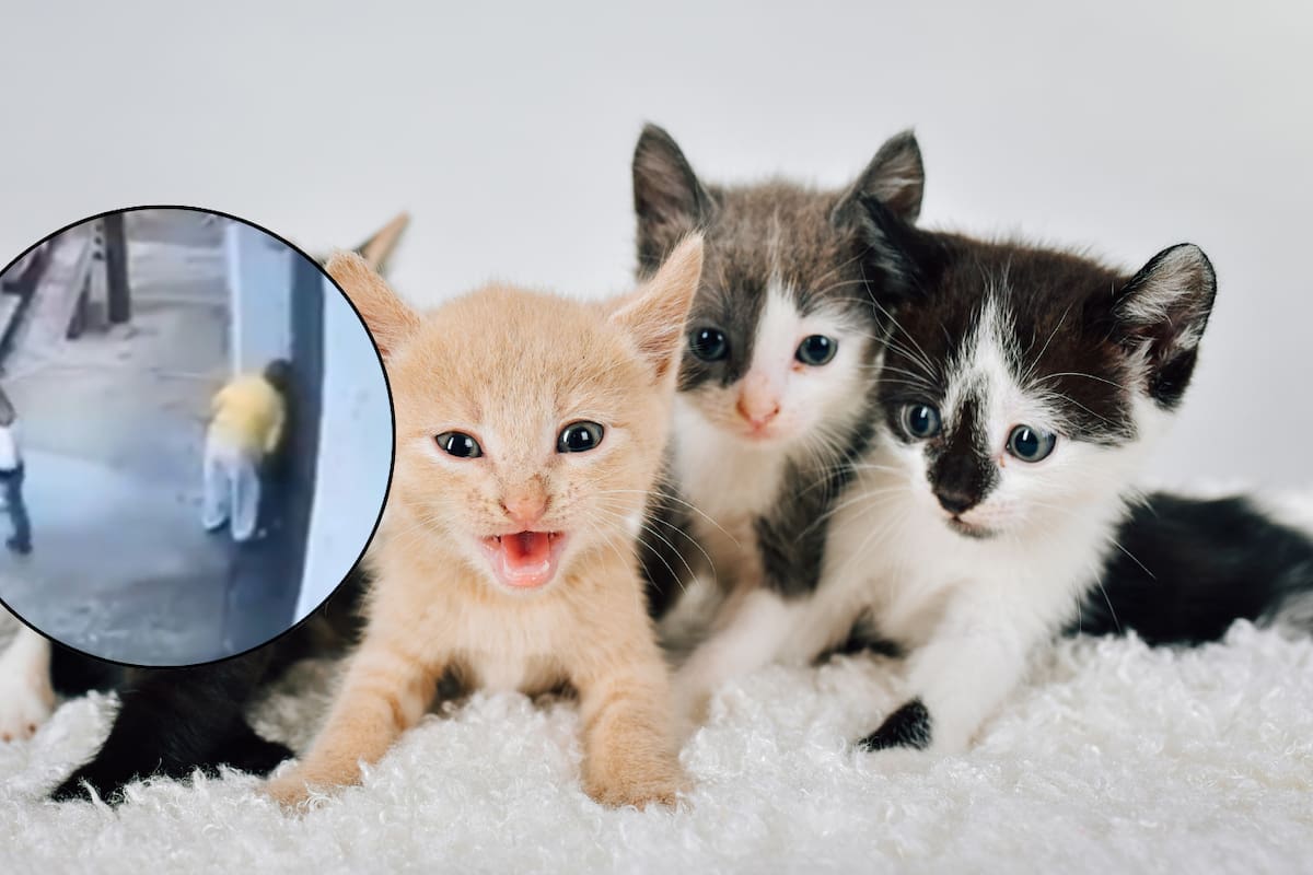 Captan en video a dos mujeres envenenando gatitos bebés