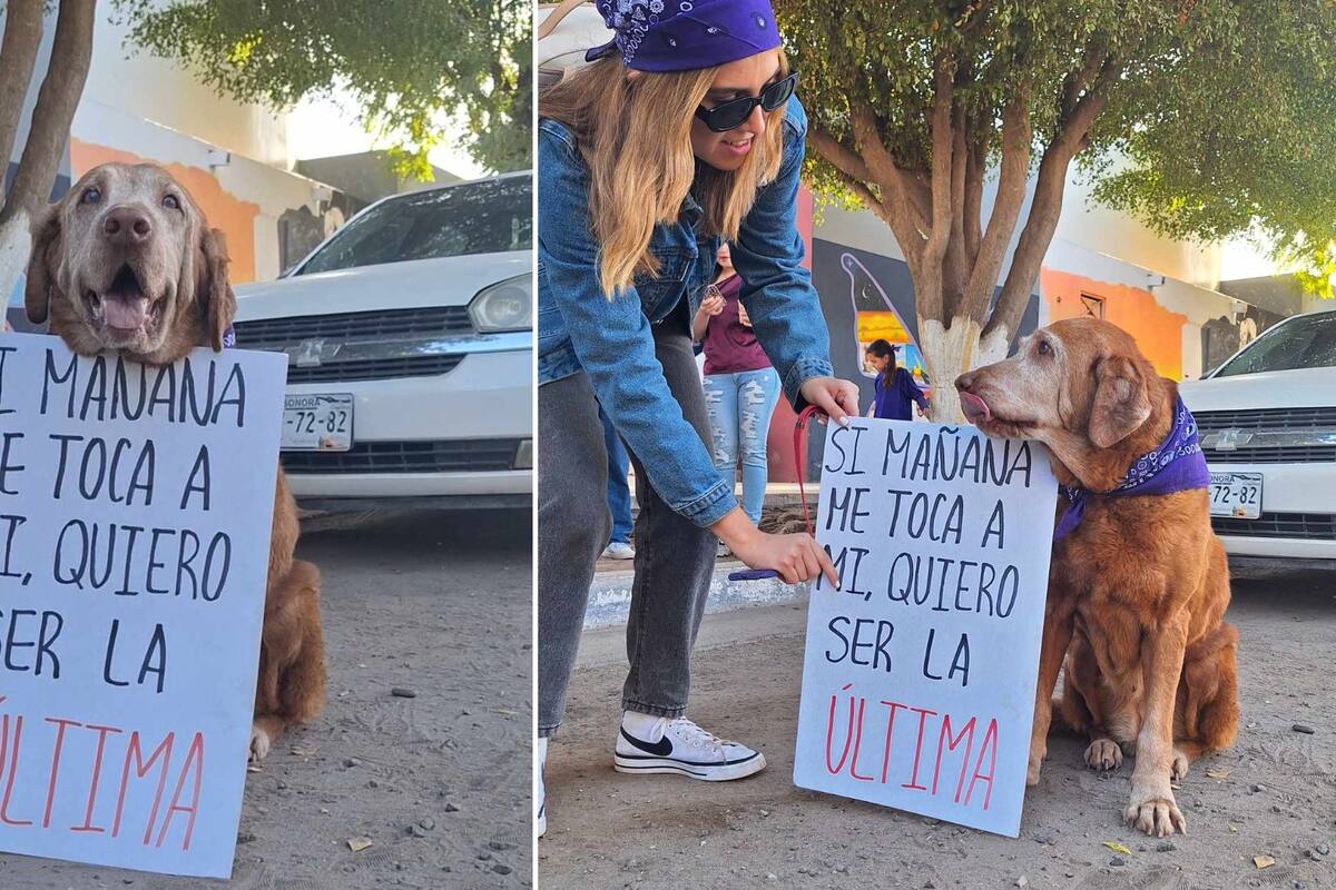 Wendy, la perrita que marchó en apoyo a mujeres en Navojoa