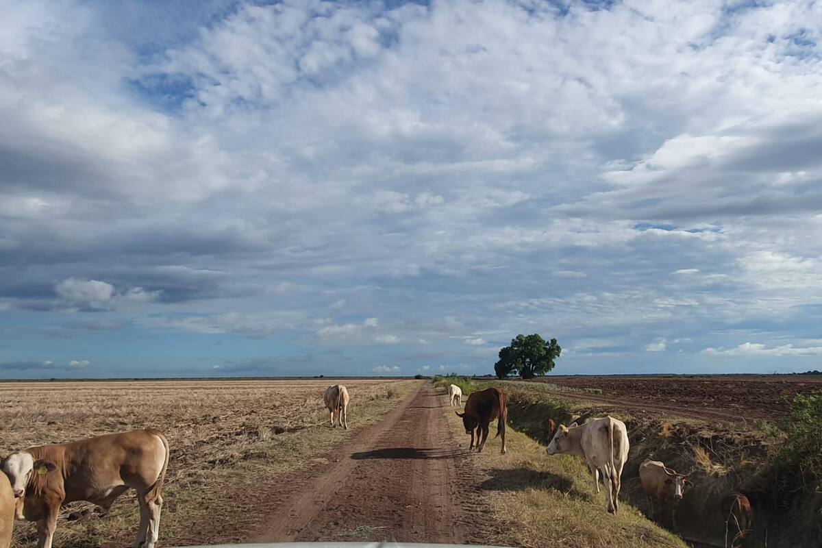 La lluvia da ánimo a los ganaderos nogalenses