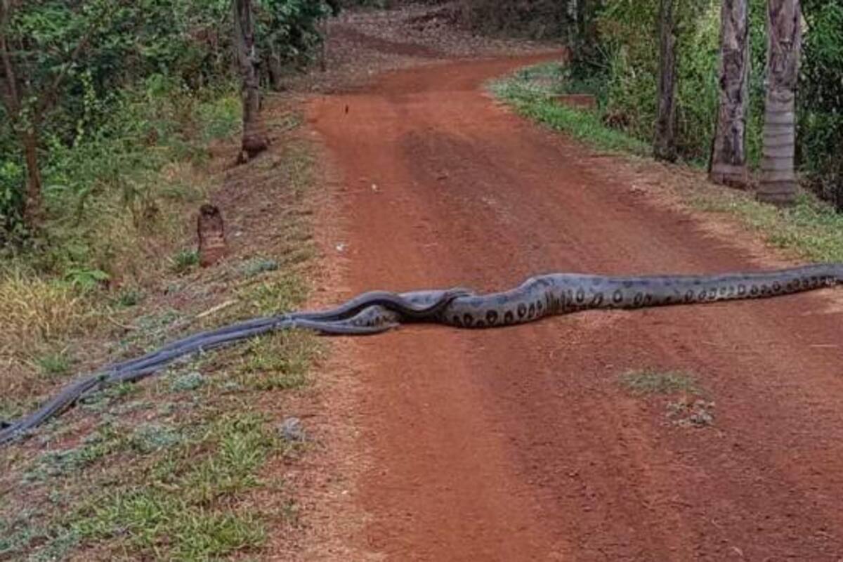 Estudiantes se encuentran con un grupo de anacondas