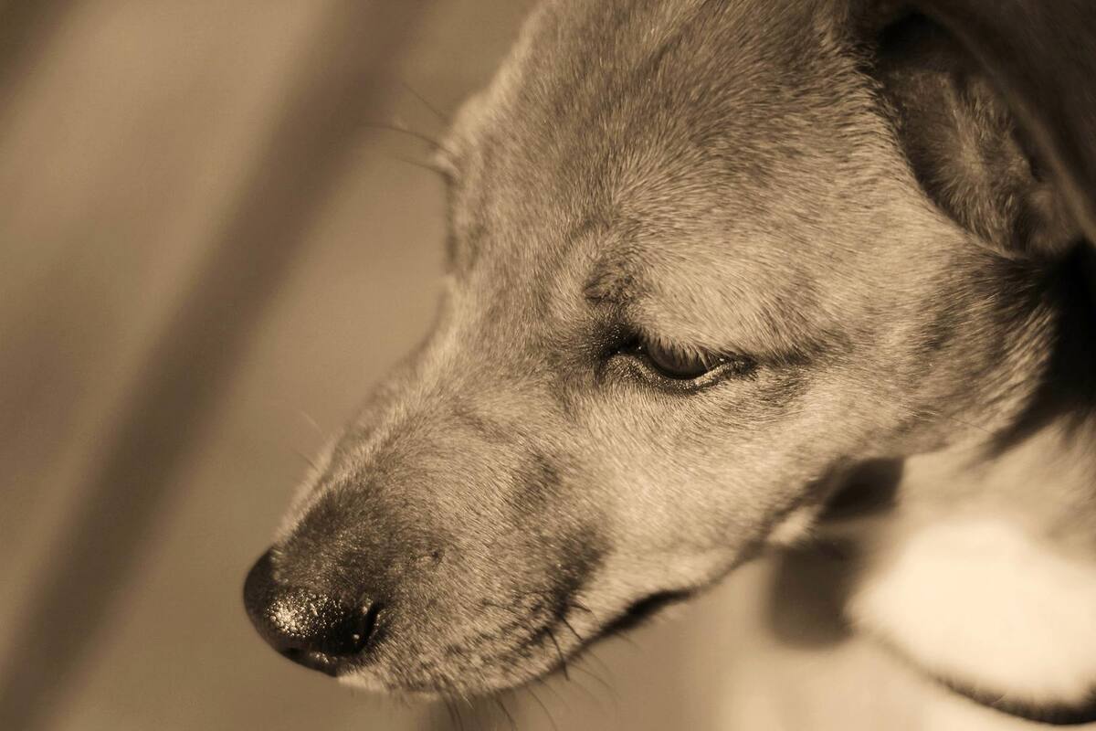 Agresor de perro deberá pagar 5 mil 700 pesos de multa y recibir terapia durante seis meses