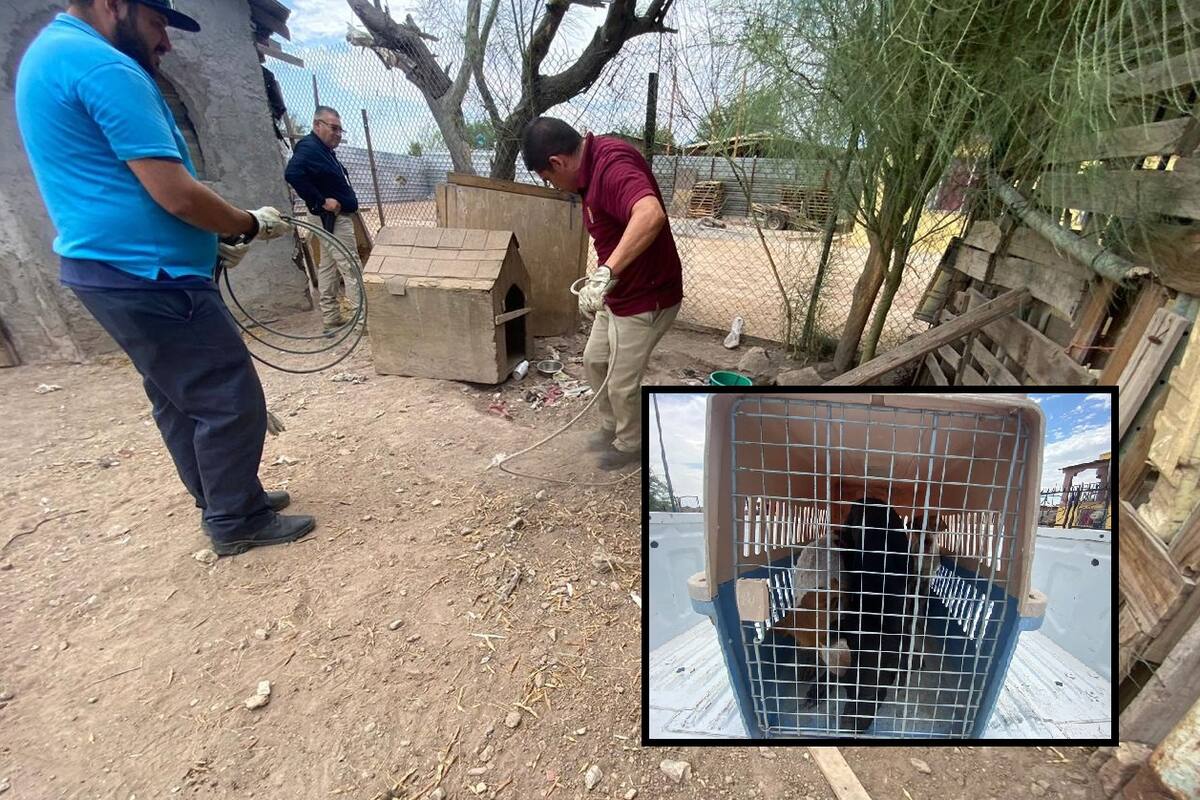 Rescatan tres perros tras denuncia de crueldad animal