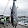 Tras casi 90 años sin registros en las costas británicas, dos atunes rojos de más de 320 kilos fueron capturados en días consecutivos durante la temporada comercial, un regreso que investigadores relacionan con la recuperación de sus presas y los cambios en las condiciones del mar del Norte