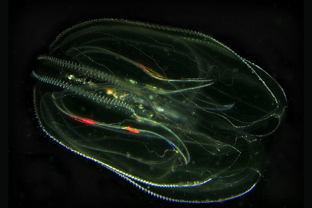 Descubren nueva especie de medusa con capacidad para “rejuvenecer”