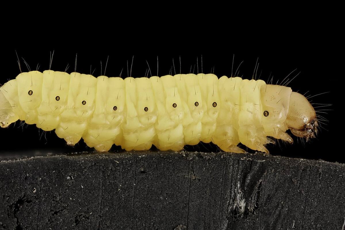 VIDEO: Los gusanos que salen de las fresas al ser lavadas con agua y con sal