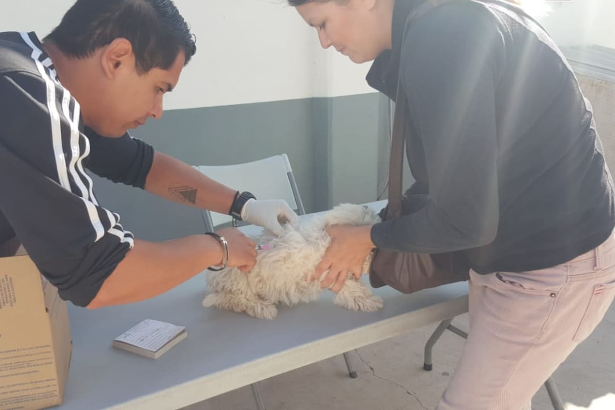 Cuentan veterinarias con vacuna antirrábica gratuita en Ensenada
