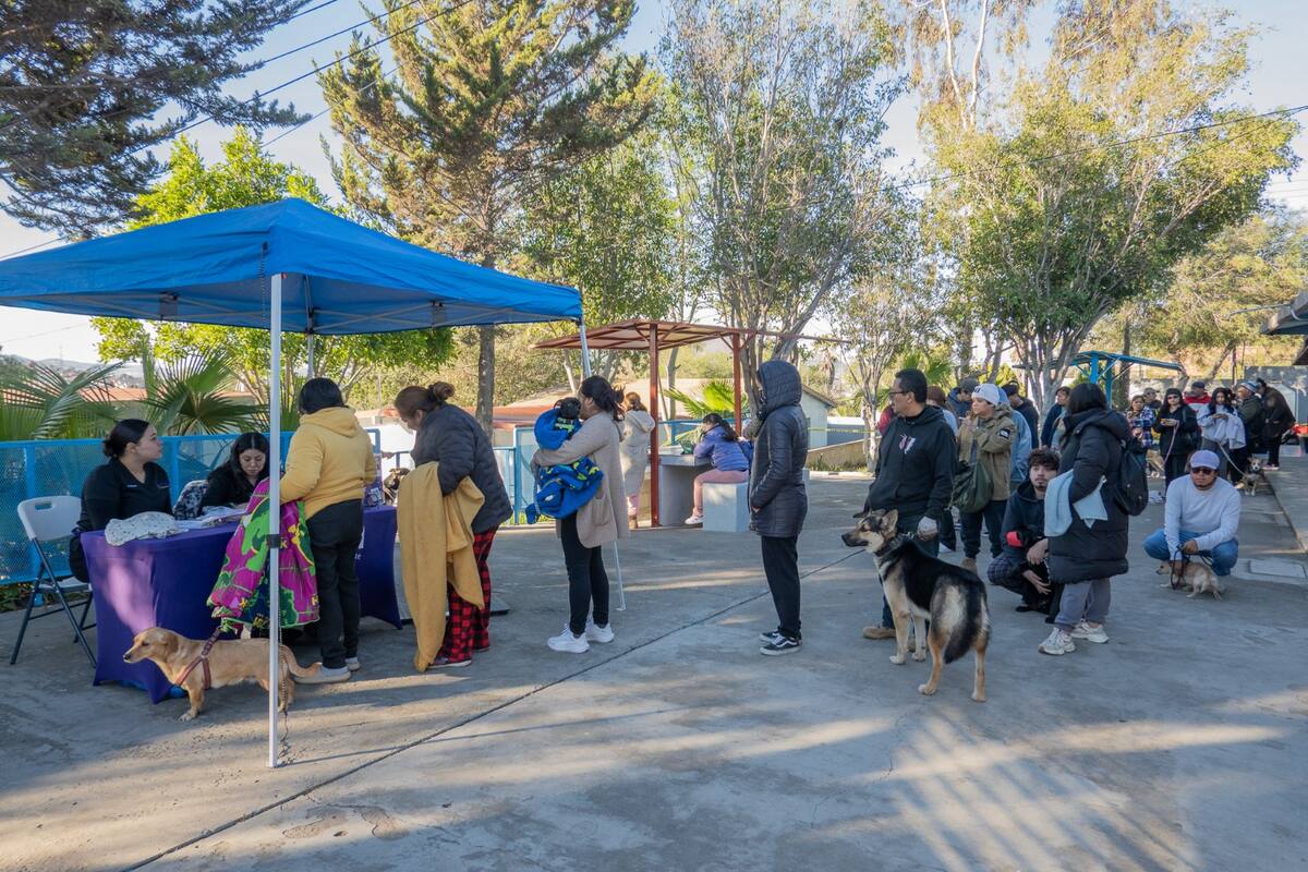 Organizaciones civiles y médicos veterinarios realizaron una jornada gratuita de esterilización en la Zona Este de la ciudad. Foto: Border Zoom