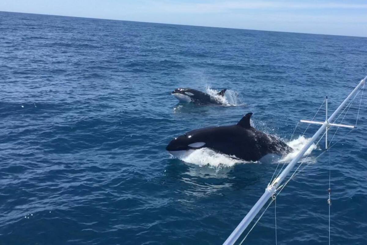 Video: Orcas cautivan a turistas y pescadores en costas de San Carlos y Bahía Kino