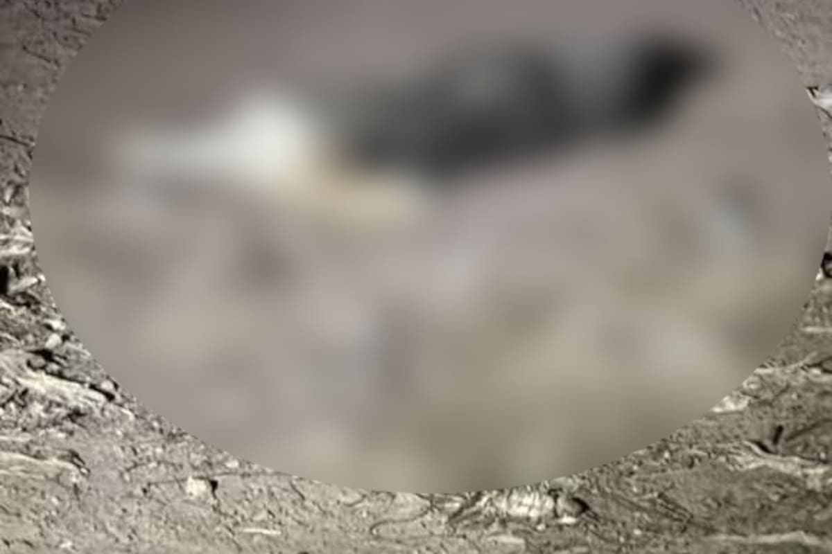 Matan a balazos a un perro husky en el ejido Guanajuato; buscan al presunto responsable