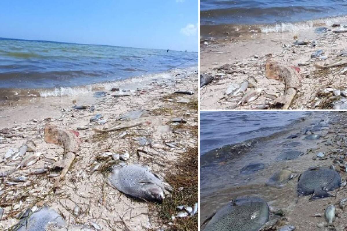 Yucatán: A causa de marea roja, mantarrayas atacan a bañistas