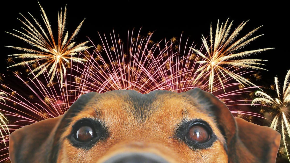¿Cómo proteger a los perros del ruido de la pirotecnia y evitar que entren en pánico?
