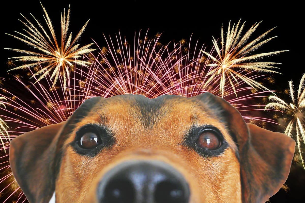 ¿Cómo proteger a los perros del ruido de la pirotecnia y evitar que entren en pánico?