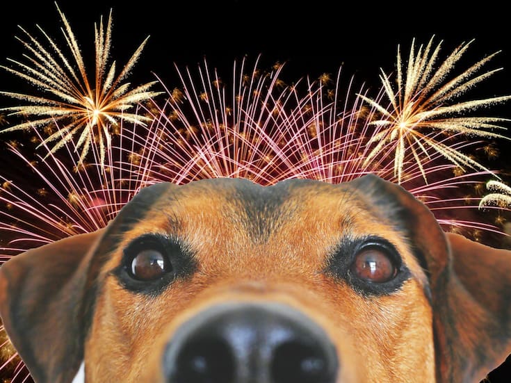 ¿Cómo proteger a los perros del ruido de la pirotecnia y evitar que entren en pánico?