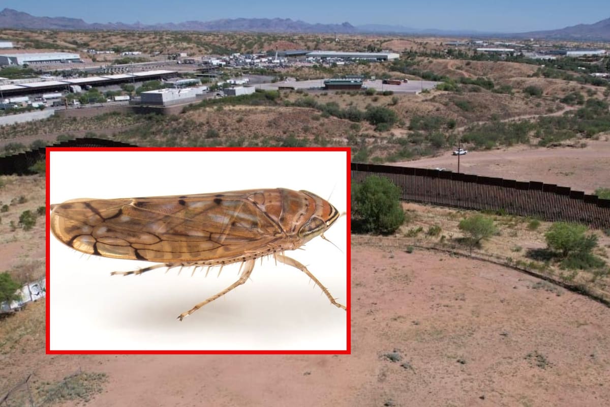 ‘Osbornellus salsus’: Así es la nueva plaga que CBP detectó en la frontera México-EEUU en productos agrícolas y activó alerta fitosanitaria