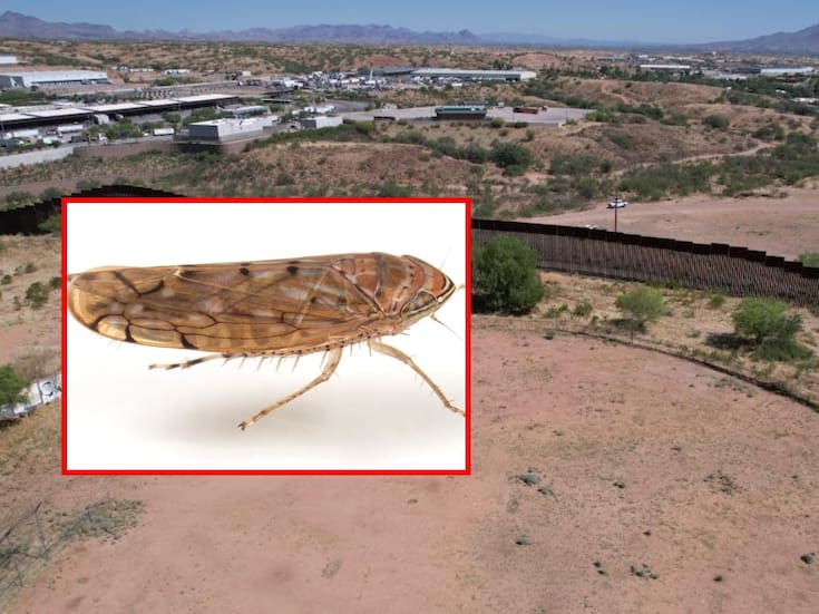 ‘Osbornellus salsus’: Así es la nueva plaga que CBP detectó en la frontera México-EEUU en productos agrícolas y activó alerta fitosanitaria