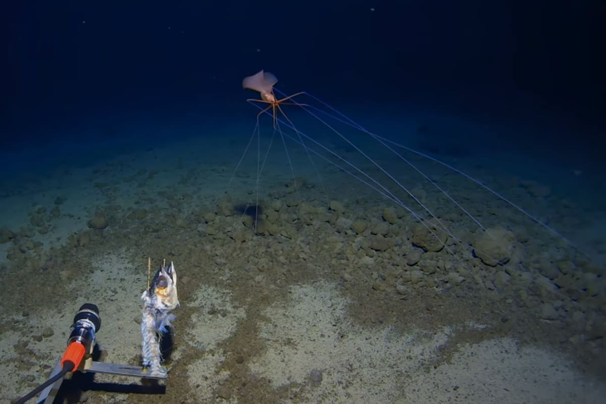VIDEO: Calamar gigante es captado caminando sobre tentáculos enormes por primera vez