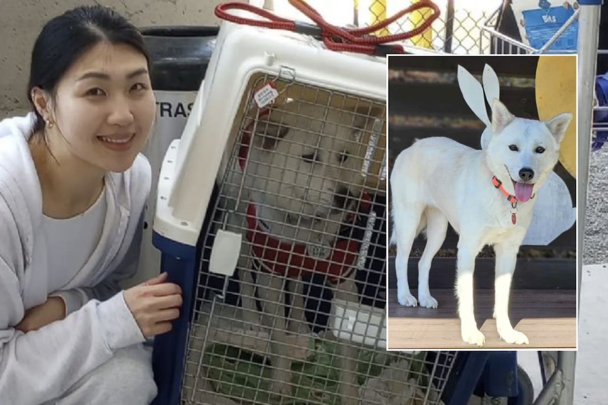 De una granja de carne a un hogar en Estados Unidos: este es el caso de Aurora, la perrita rescatada en Corea del Sur