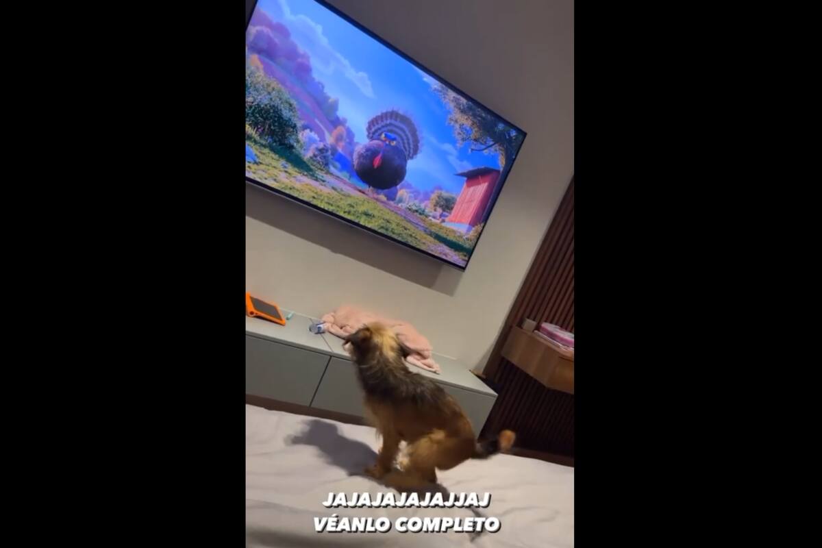 TIKTOK VIDEO: Perro se "escapa" de la televisión al "creer" que un animal lo persigue y se viraliza
