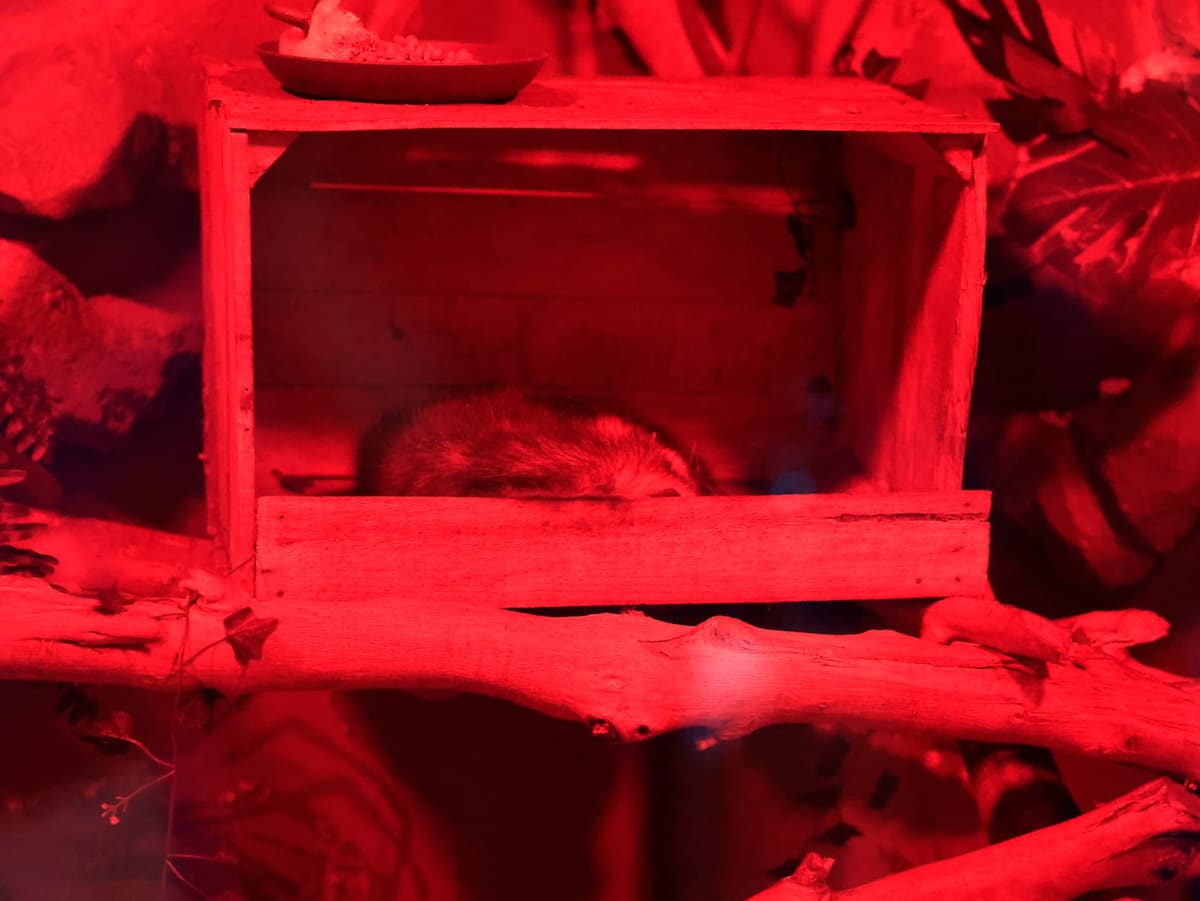 l nuevo herpetario contará con especies rescatadas como el caso de “Emilia”, una zarigüeya que llegó accidentalmente desde Veracruz dentro de un camión, reflejan el papel del espacio como refugio y centro de educación l Foto: Juan J Morales