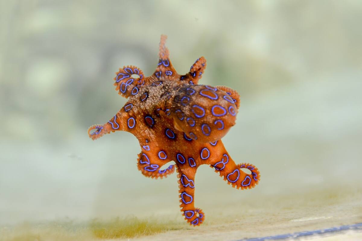 Juega con un pequeño pulpo y descubre que es uno de los animales más peligrosos del mundo