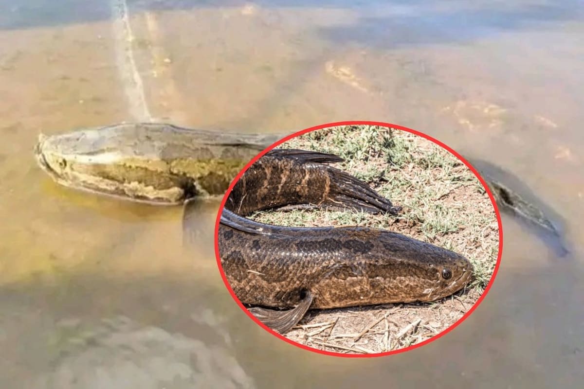 Alerta en EE.UU.: El peligroso pez “cabeza de serpiente” que camina por tierra y amenaza los ecosistemas