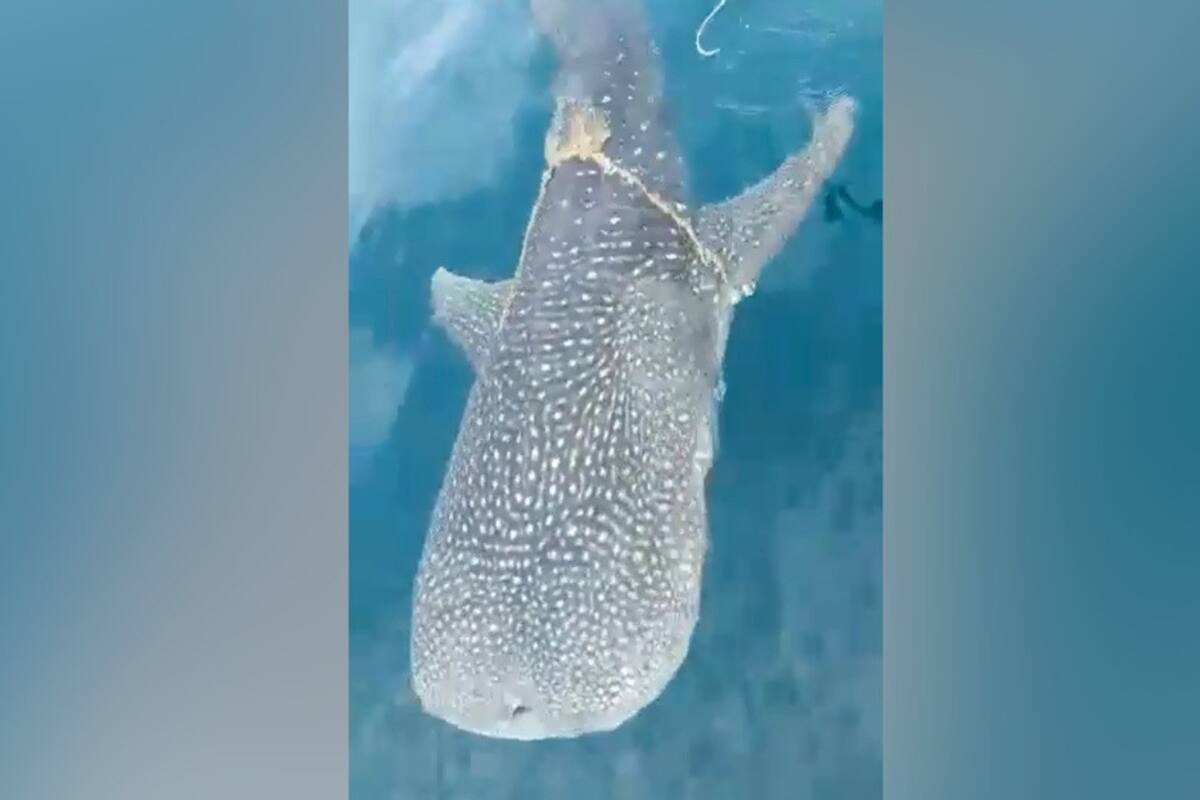 VIDEO: Tiburón ballena se acerca a un bote para 'pedir ayuda'