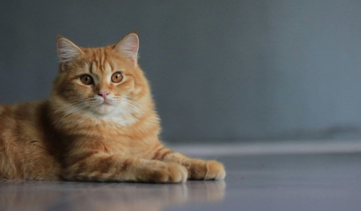 Gato con labios similares a los humanos causa conmoción en redes
