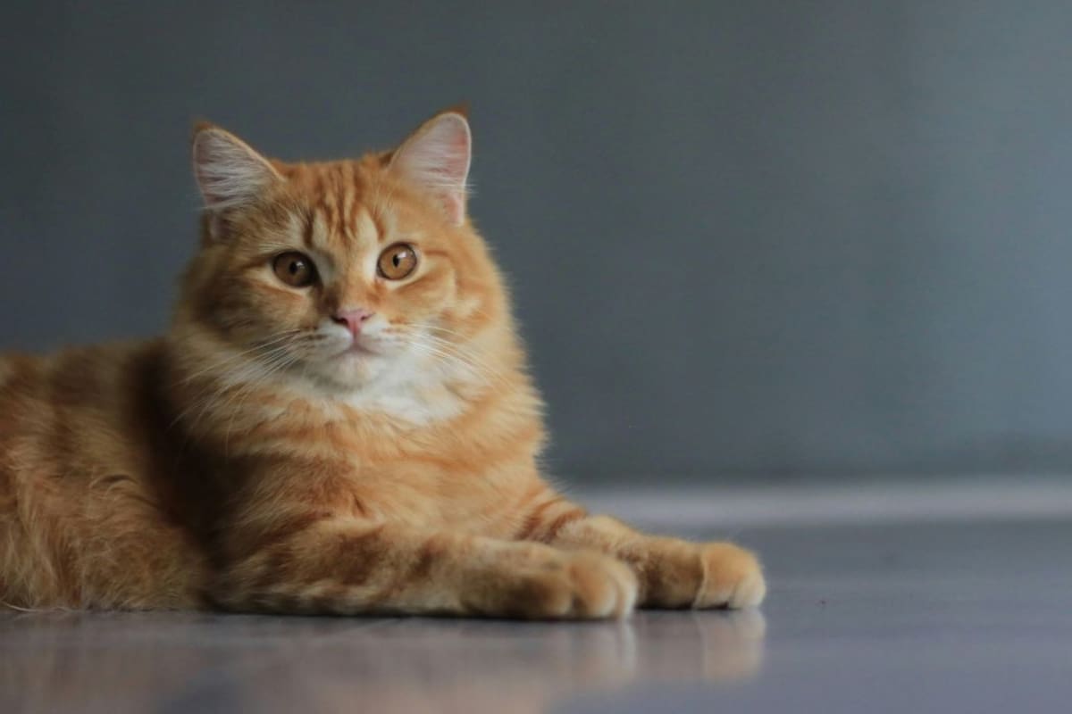 Gato con labios similares a los humanos causa conmoción en redes