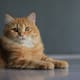 Gato con labios similares a los humanos causa conmoción en redes