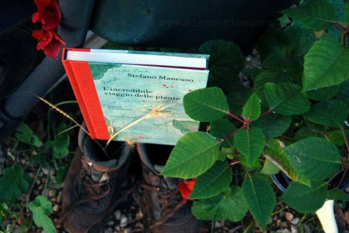 "El increíble viaje de las plantas"