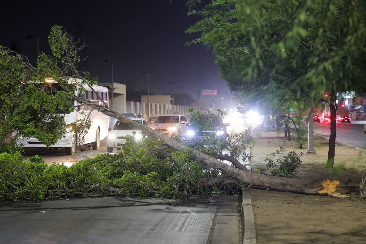 Vientos fuertes derriban árboles y provocan cortocircuitos en Hermosillo; Bomberos atiende múltiples reportes