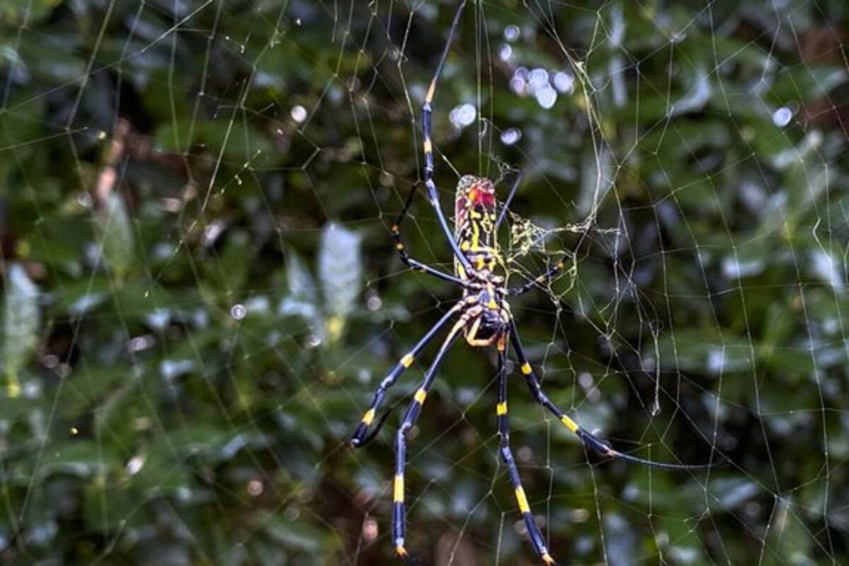 Joro: Araña gigante del tamaño de una mano invadirá la costa Este de los EU, alertan