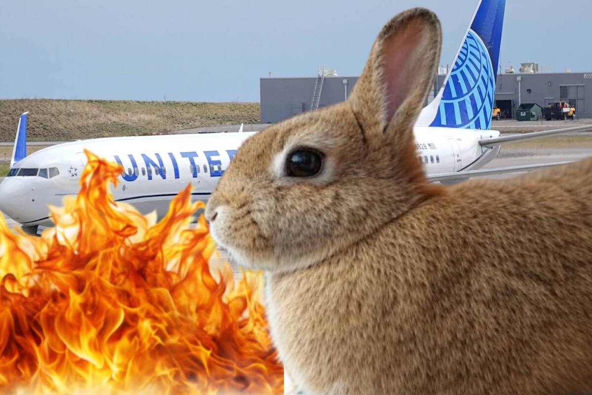 Avión se accidenta con conejo y se prende el motor; así fue el aterrizaje forzado en Denver de la aerolínea United Airlines