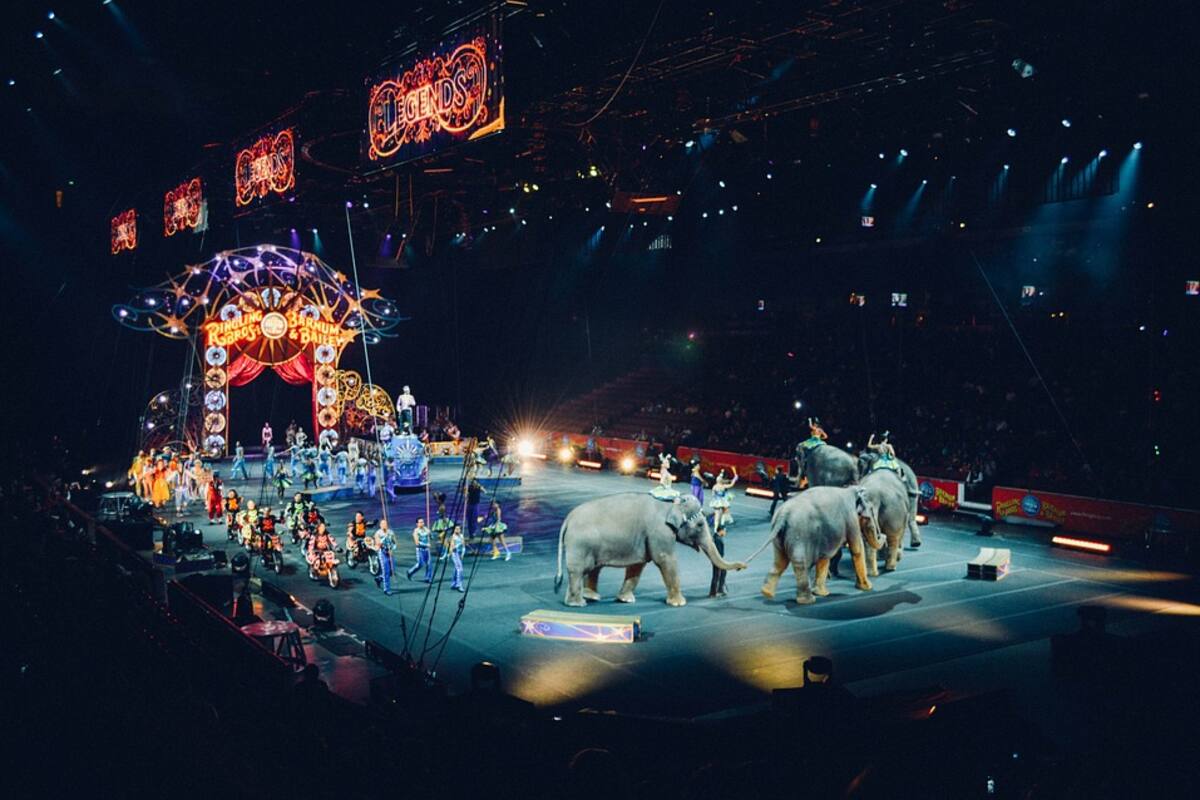 Proponen regreso de animales a circos