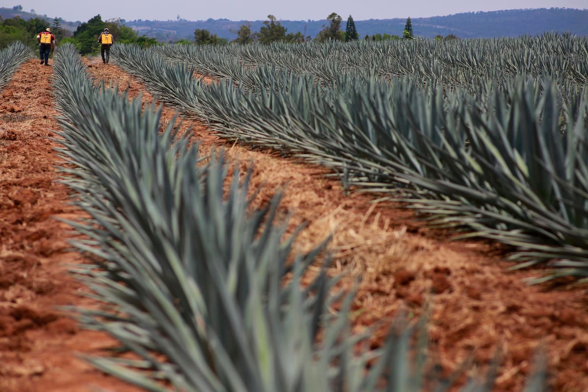 Empresarias buscan aprovechar cientos de hectáreas de agave abandonadas en Guanajuato antes de que las plantas pierdan sus azúcares y dejen de servir para producir tequila