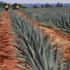 Buscan aprovechar agave abandonado en Guanajuato
