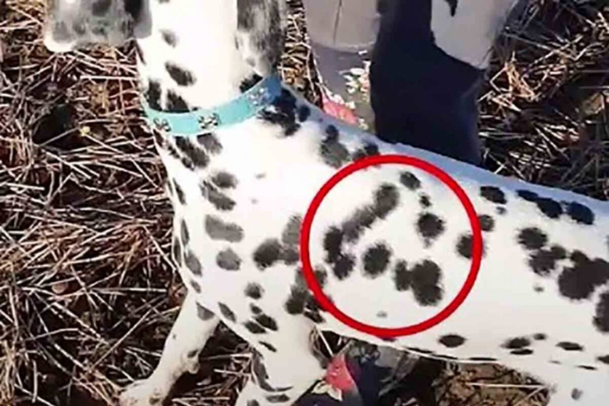 ¿Puedes ver la palabra love en el lomo del perrito?
