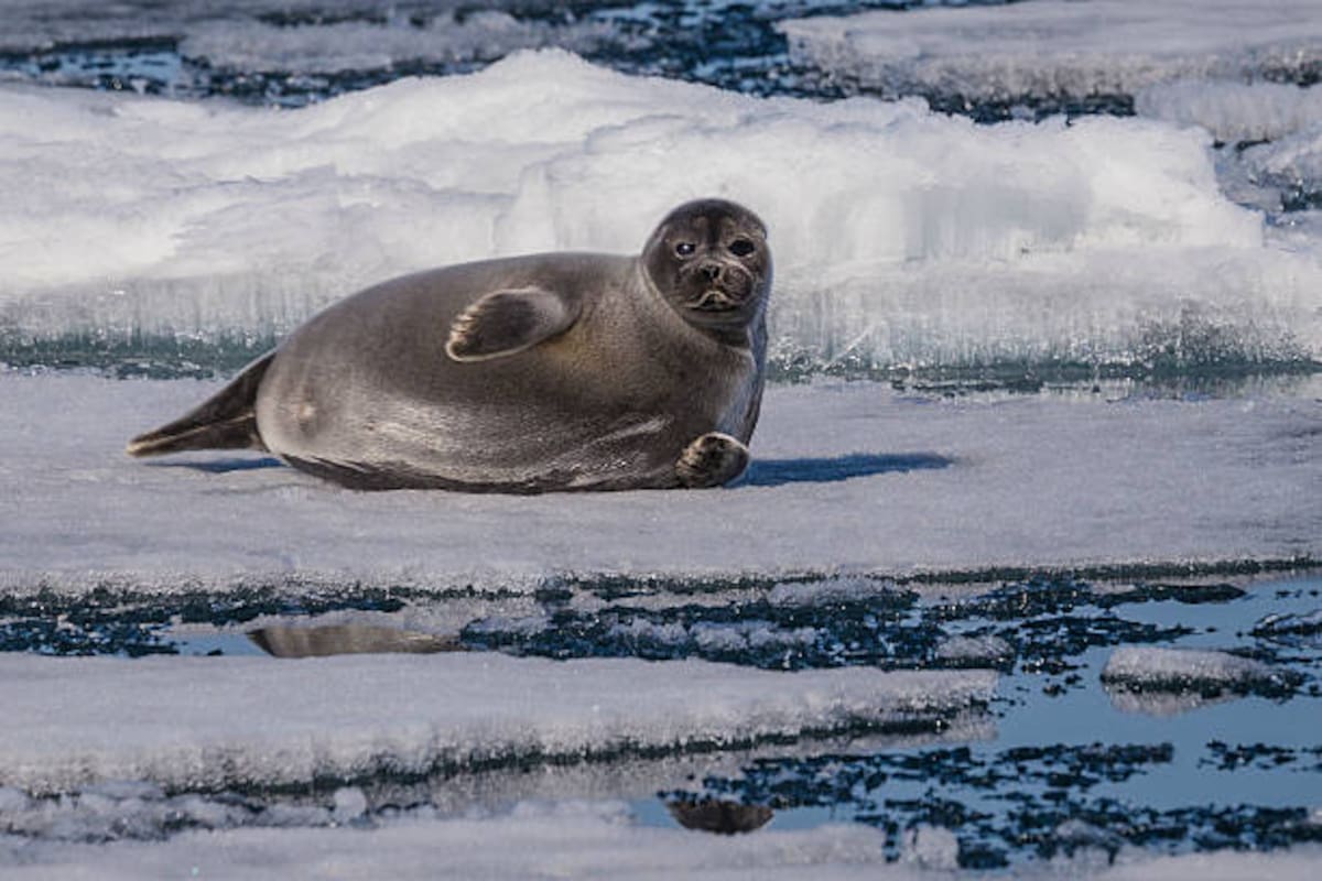 Un nerpa joven descansando sobre el hielo del lago Baikal en mayo | Foto: iStock
