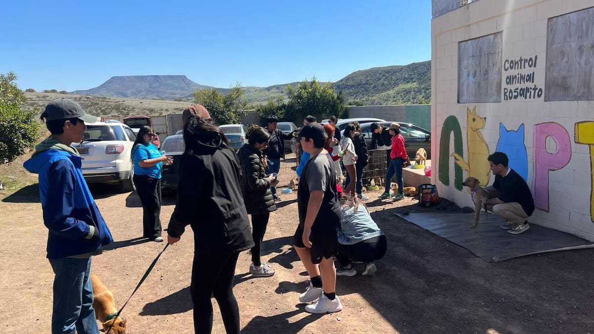 Perrera Municipal de Rosarito se acerca a su máxima capacidad