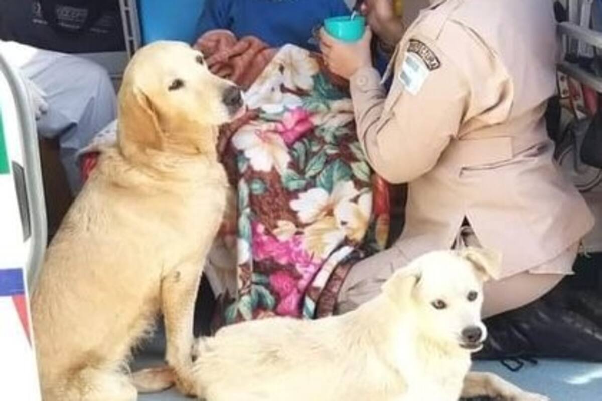Niño se pierde y sobrevive la noche más fría, gracias que lo abrazaron sus perritos