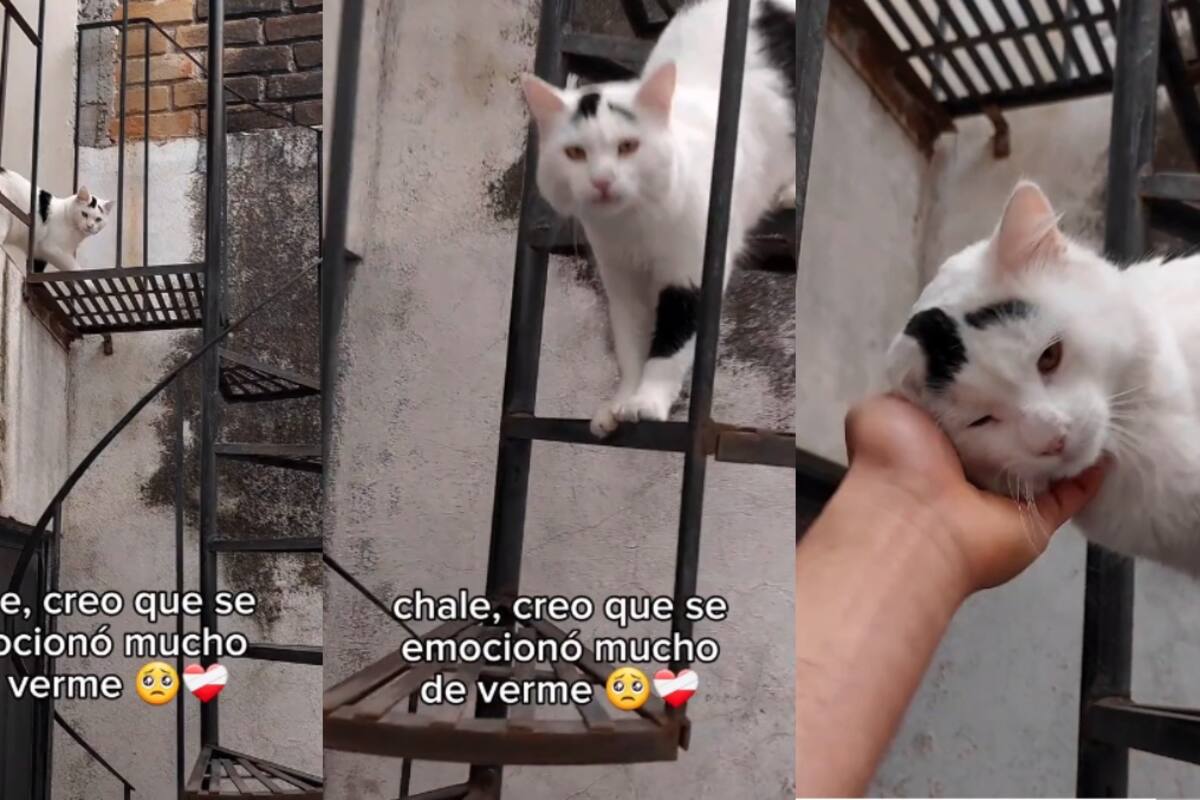 VIDEO: joven tiene un emotivo reencuentro con su gato tras no verlo durante dos meses