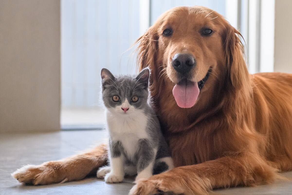 La razón por la que nuestras mascotas comen hierba