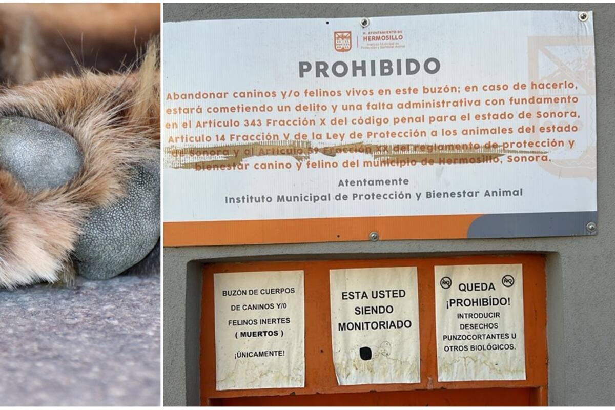 Hermosillo: Dejan al día hasta 30 mascotas muertas en buzón de Protección y Bienestar Animal